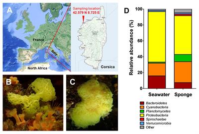 Cultivation-Independent Analysis of the Bacterial Community Associated With the Calcareous Sponge Clathrina clathrus and Isolation of Poriferisphaera corsica Gen. Nov., Sp. Nov., Belonging to the Barely Studied Class Phycisphaerae in the Phylum Planctomycetes